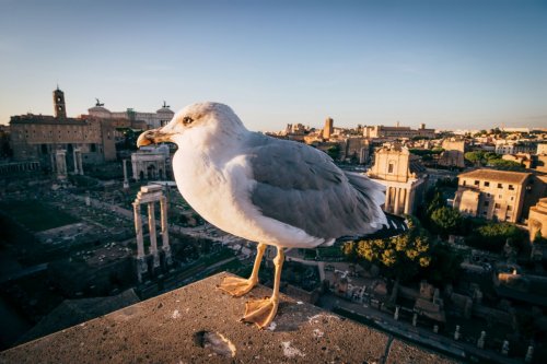 Forum Romanum